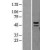 Western Blot: MMP12 Lysate [NBL1-13151] - Western Blot experiments. 
Left-Control; Right -Over-expression Lysate for MMP12